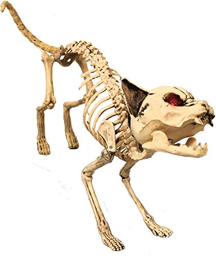 ILOVEFANCYDRESS CAT SKELETON PROP WITH GLOWING EYES AND ADJUSTABLE LIMBS - MAKES TERRIFYING CAT SOUND - BATTERIES INCLUDED - PERFECT HALLOWEEN DECORATION FOR PARTIES OR ACCESSORY FOR COSTUMES -I Love Fancy Dress Ltd Shop 41nqGQ87LDL